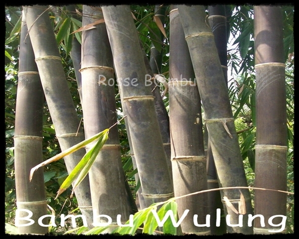  BAMBU  Petung  Bambu  Apus Bambu  Wulung ROSSE BAMBU 